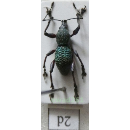 Neopyrgops sp. Heller, 1913 Philippines2d